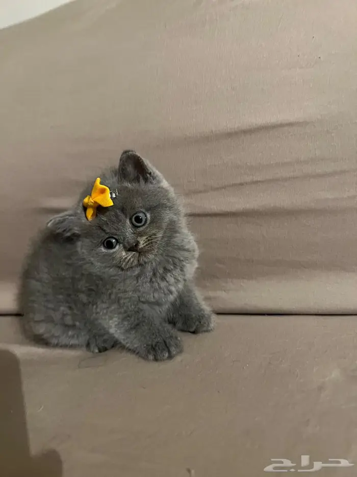 قط سكوتش ستريت 3