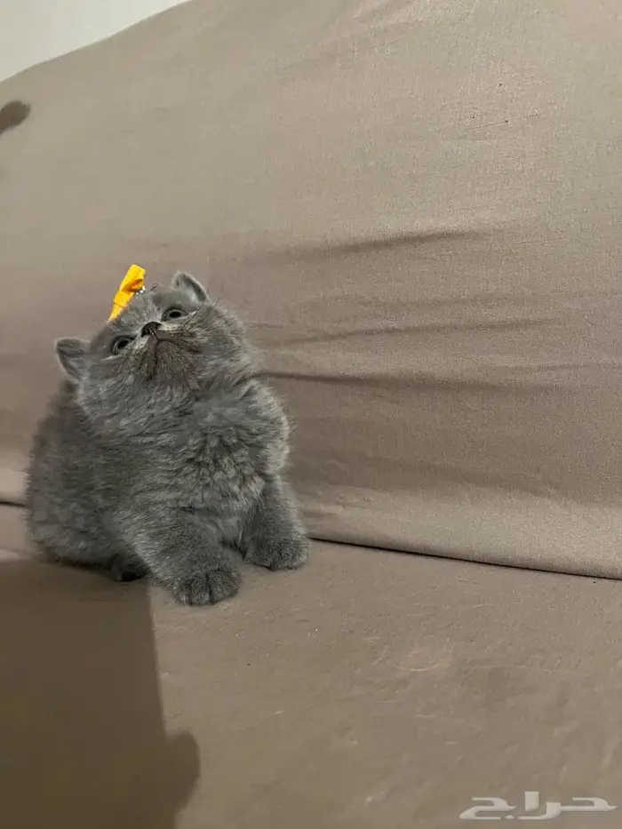 قط سكوتش ستريت 4