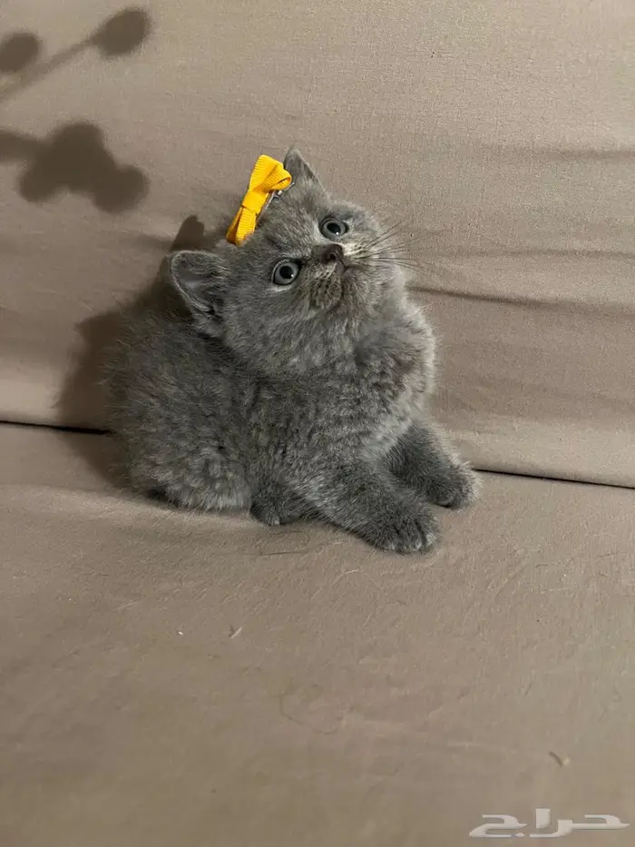قط سكوتش ستريت 5