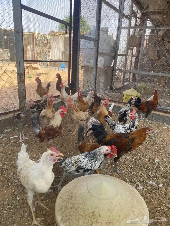 للبيع ديوك بلدي 0