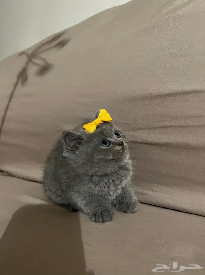 قط سكوتش ستريت 1