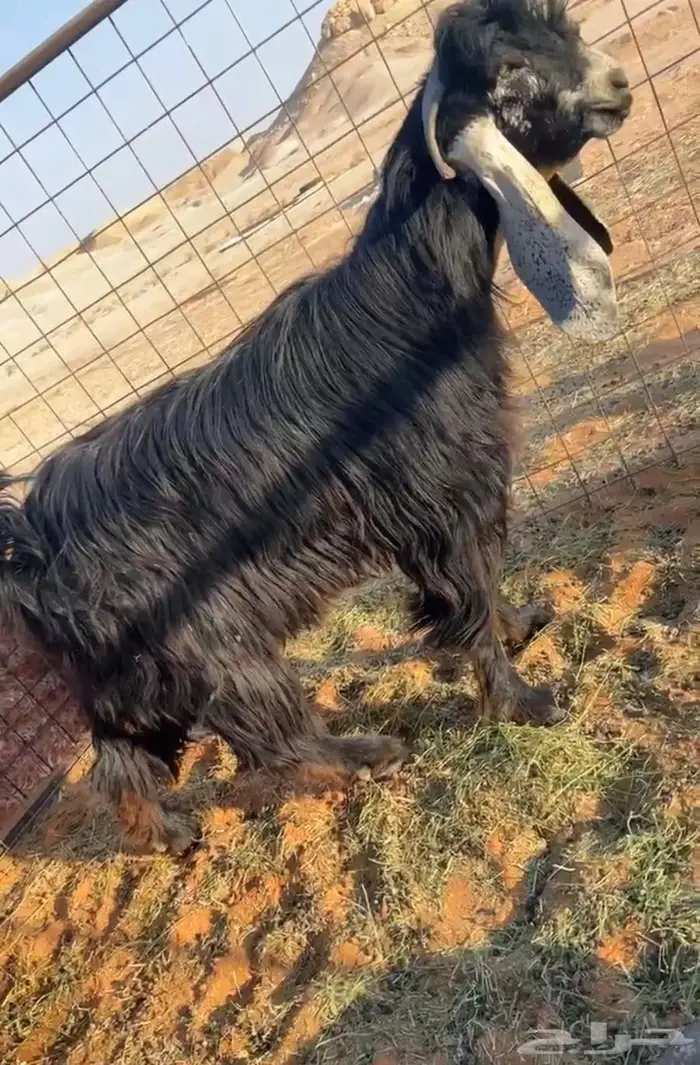 فحل ثني ومشروع فحل عوارض كفو صنف معرفه 2