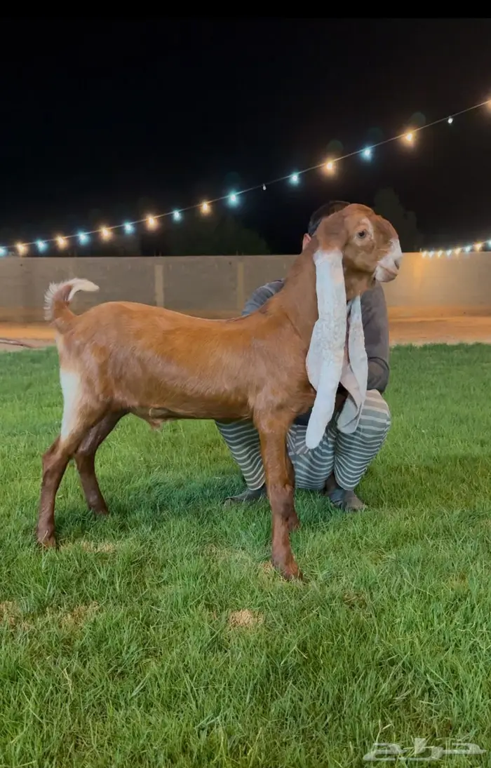 جفر مشروع فحل هولندي. خصم 0