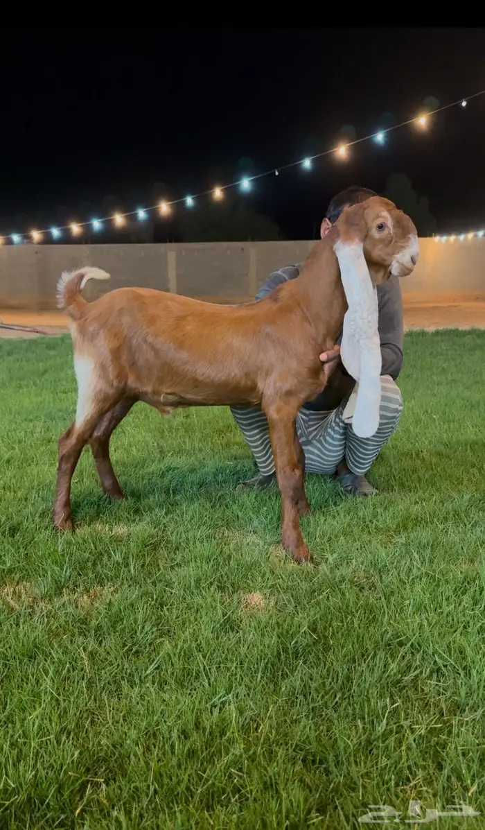 جفر مشروع فحل هولندي. خصم 2
