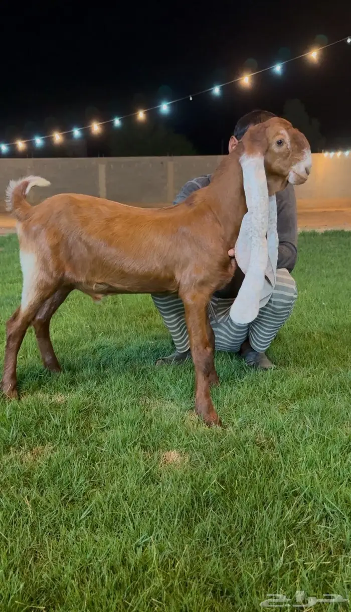 جفر مشروع فحل هولندي. خصم 1