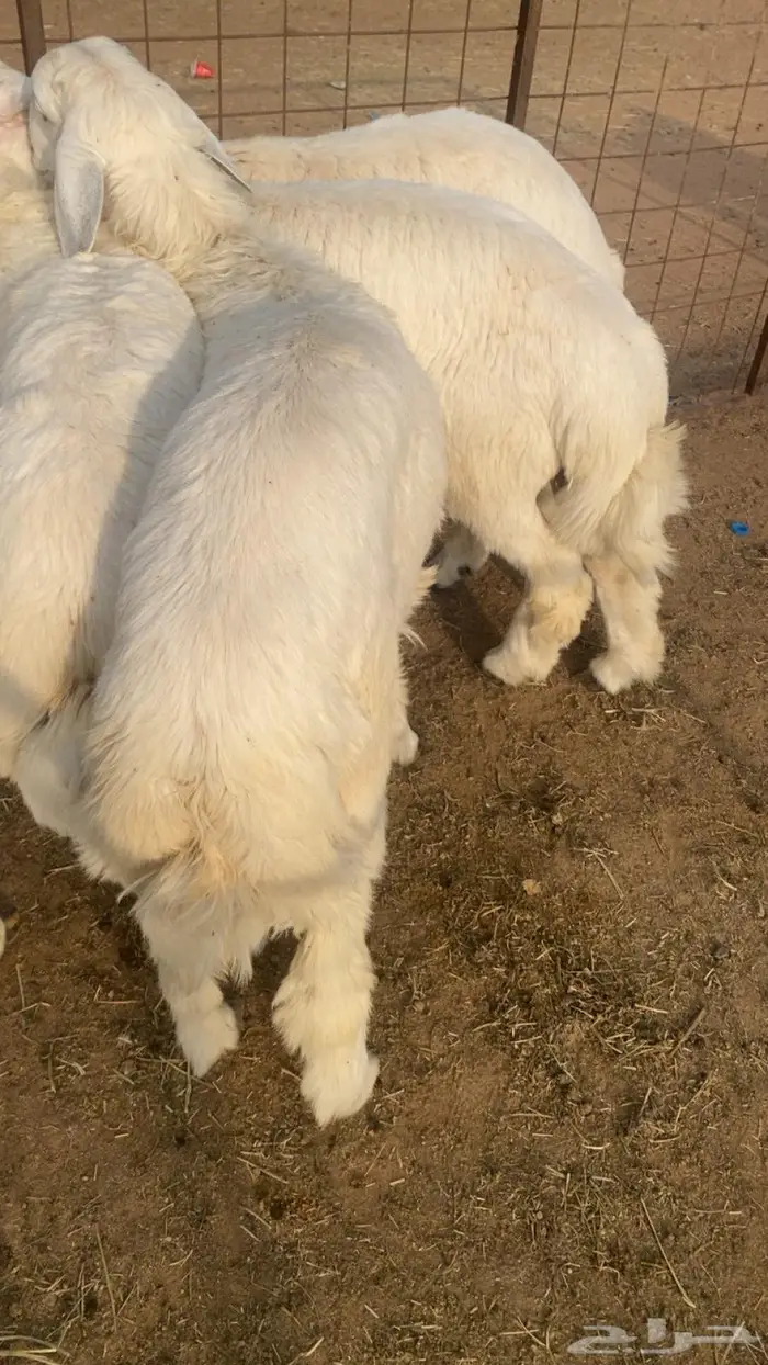 ذبايح طليان مع الذبح والتوصيل 0