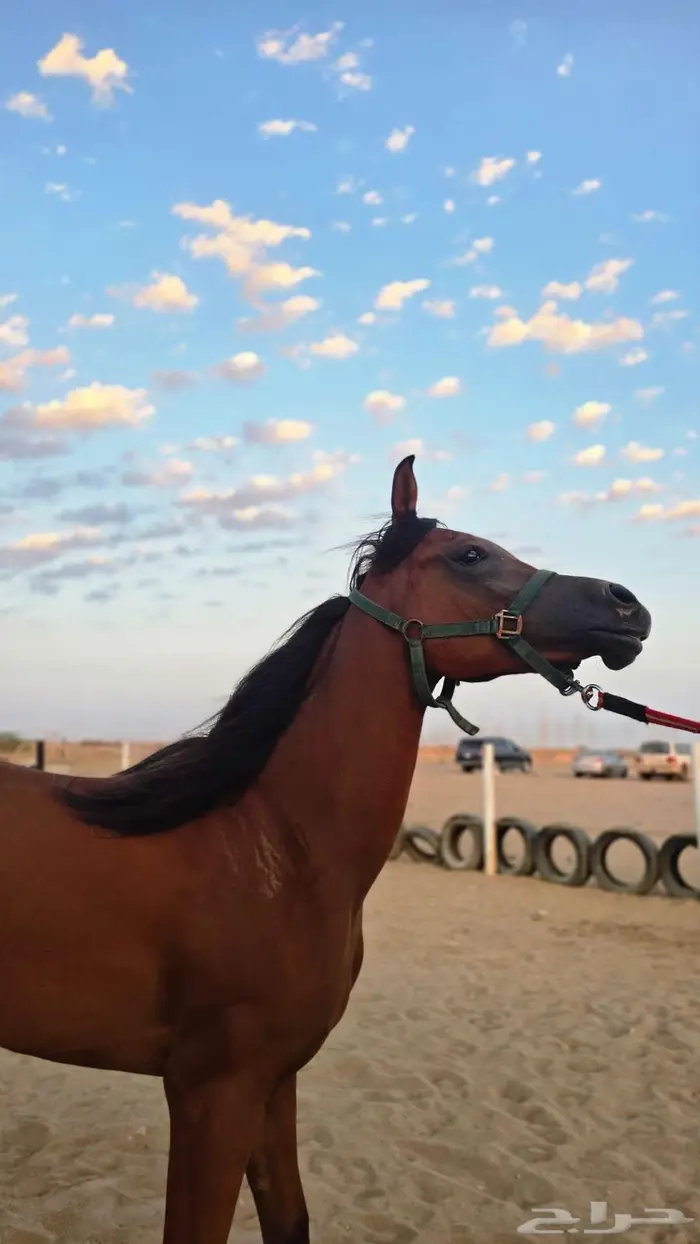 مهره واهو 0