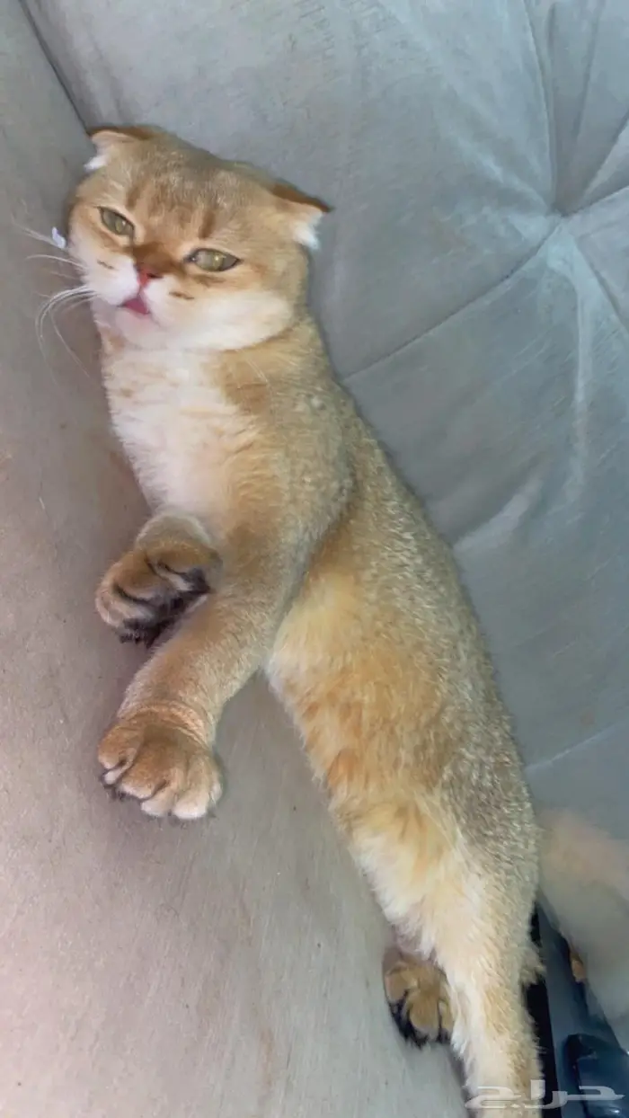 قطه سكوتش فيلد 2
