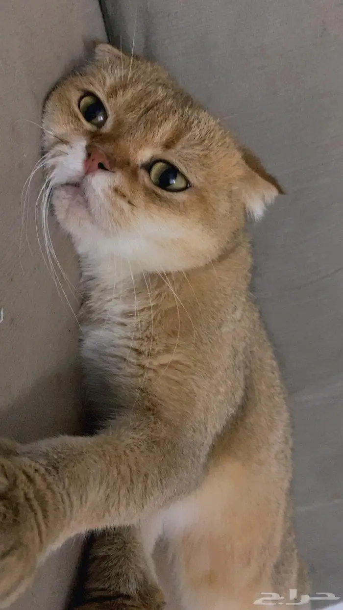 قطه سكوتش فيلد 1