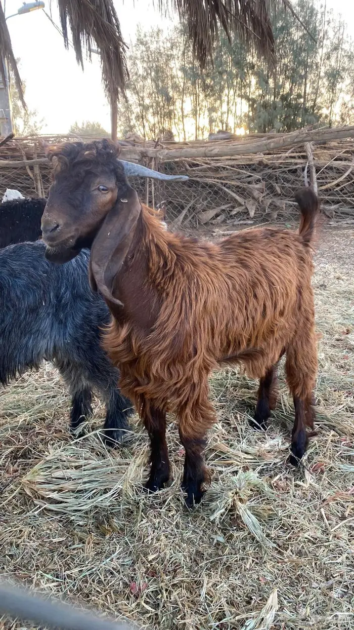 للبيع تيوس سمان و طيبات 0