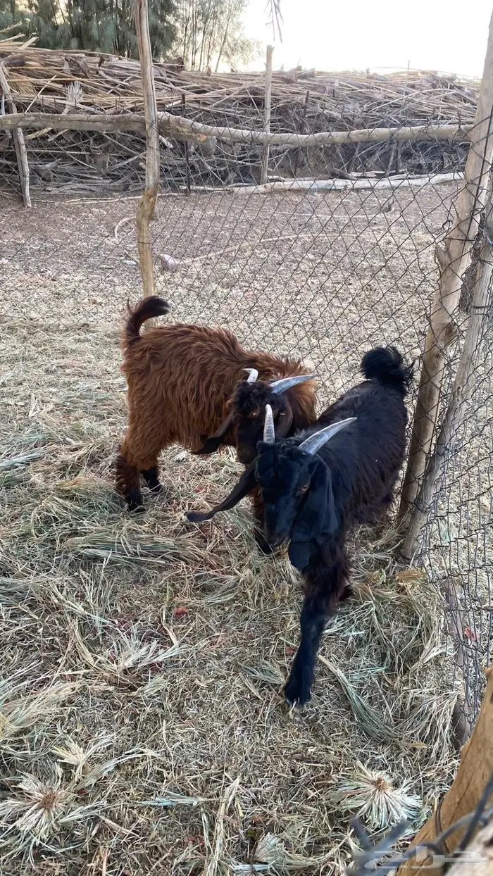 للبيع تيوس سمان و طيبات 3