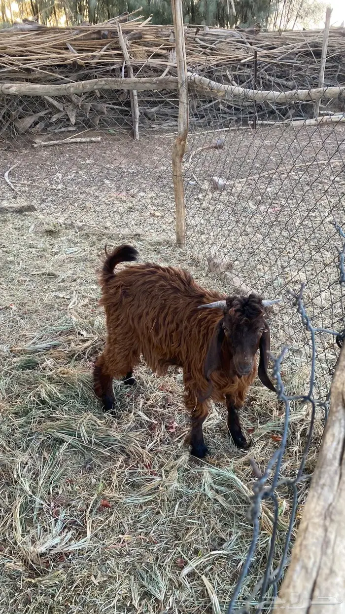 للبيع تيوس سمان و طيبات 1