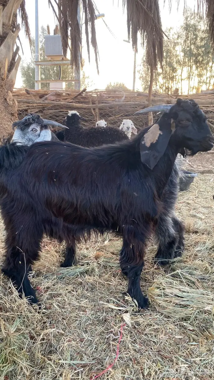 للبيع تيوس سمان و طيبات 4