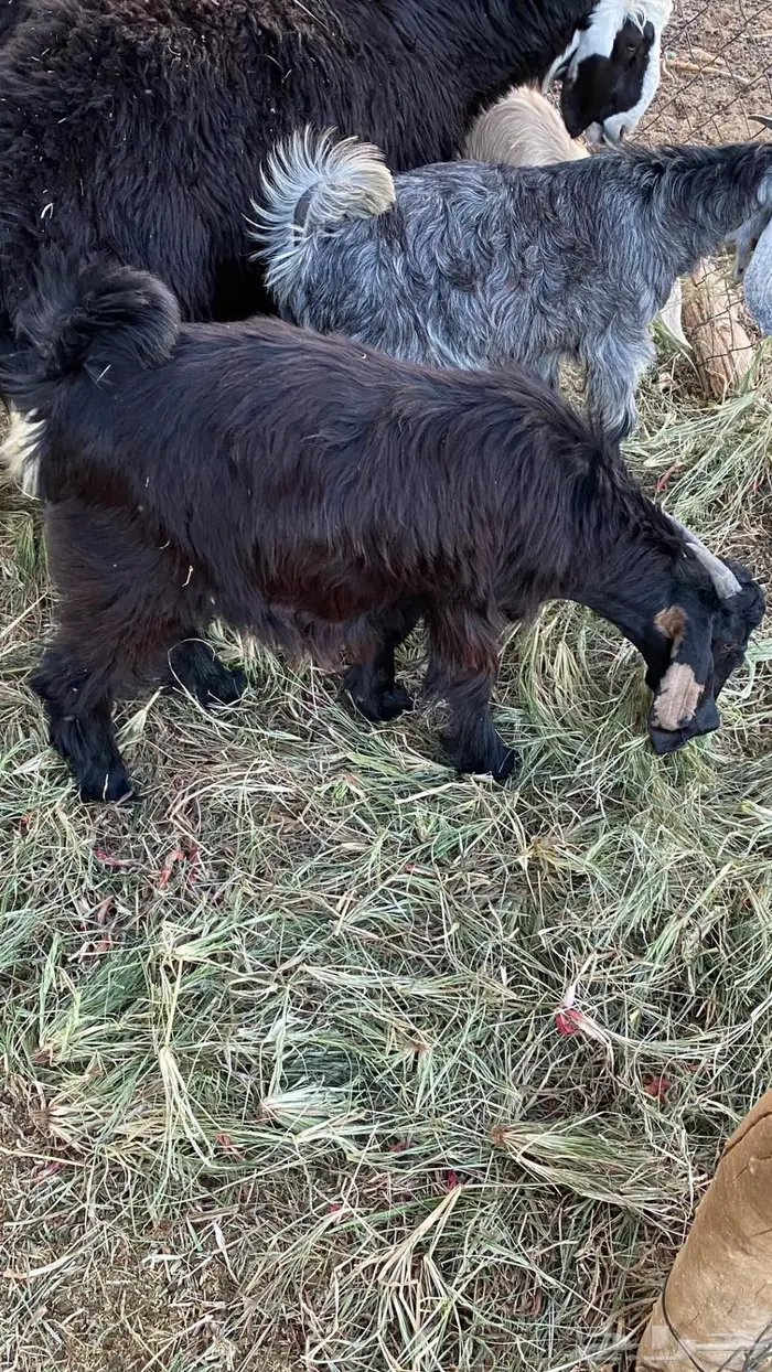 للبيع تيوس سمان و طيبات 5