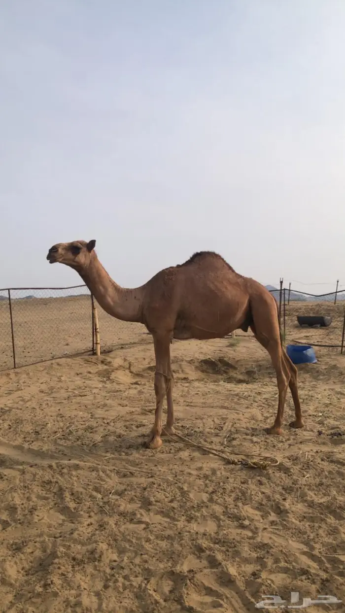 قعود للبيع مشروع فحل 2