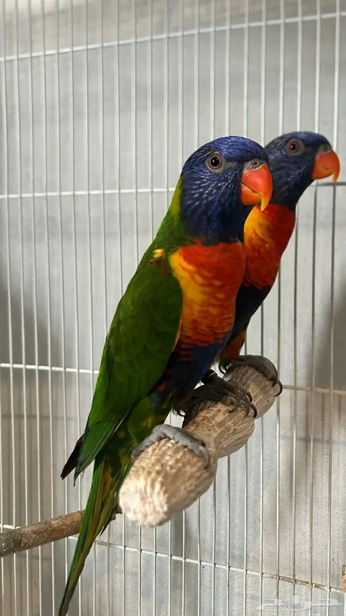 ماشاءالله لوري ريمبو 0