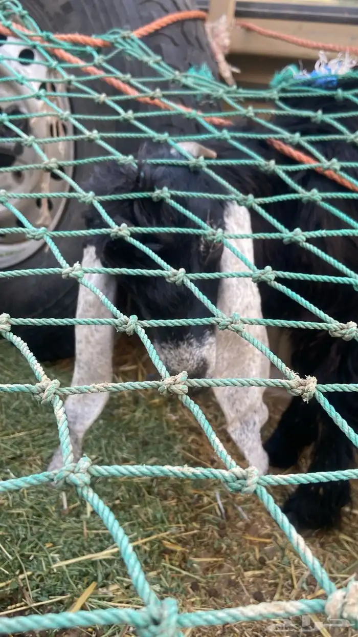 حياكم الله عملائنا الكرام ذبايح خرفان - رخال - تيوس 1