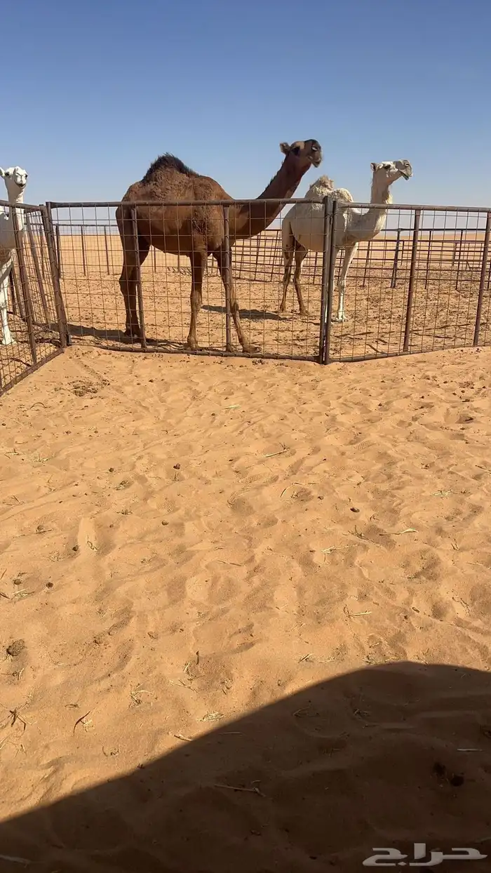 للبيع بكره حقه حمراء كفو جدا باتليه عظم طويله 1