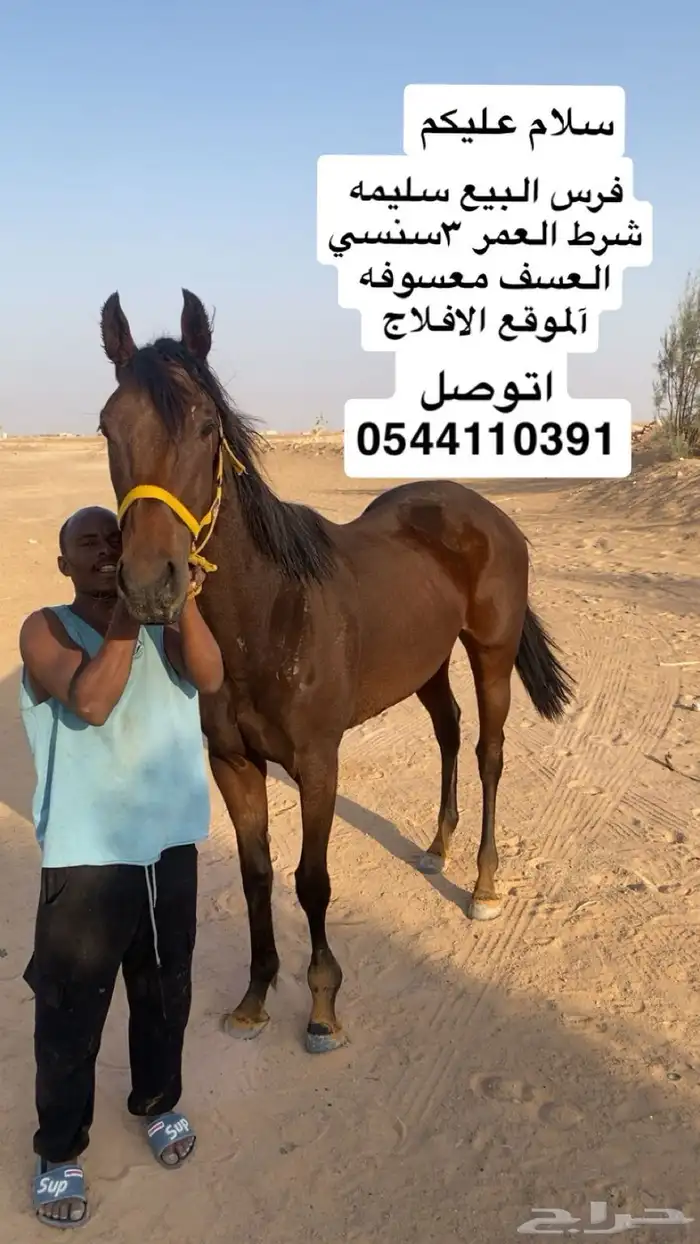 سلام عليكم البيع فرس 0