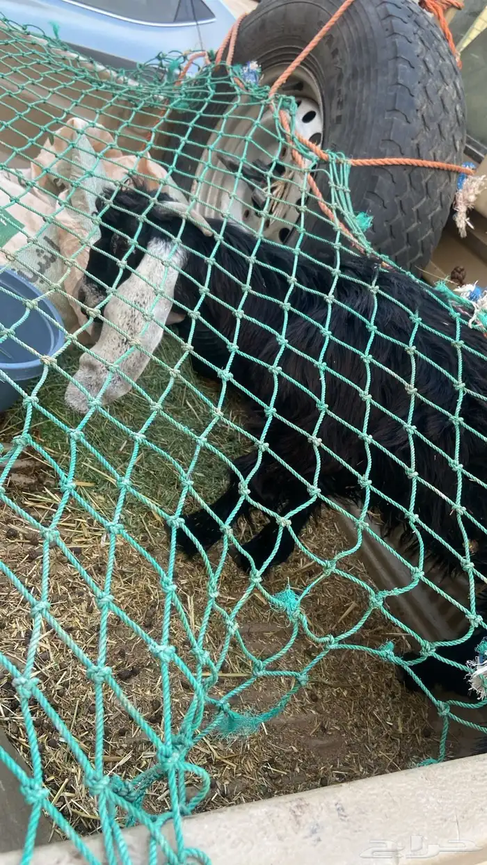 حياكم الله عملائنا الكرام ذبايح خرفان - رخال - تيوس 0