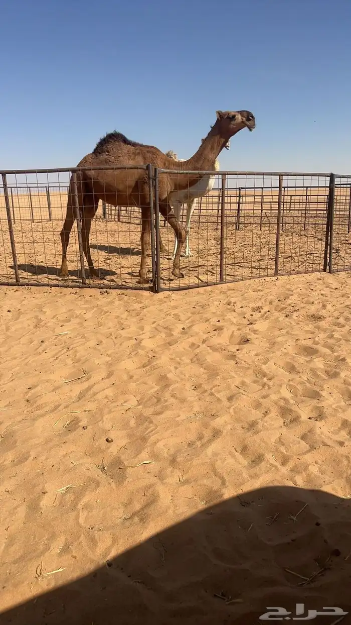 للبيع بكره حقه حمراء كفو جدا باتليه عظم طويله 3