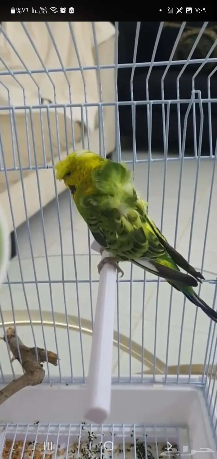 طائر بادجي هوجو مع القفص 2