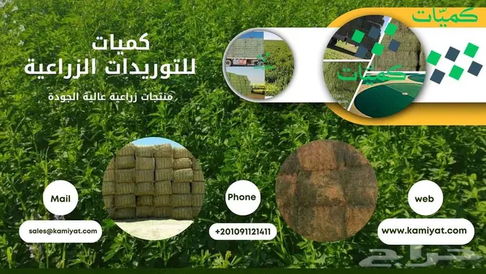 برسيم حجازي مستورد من مصر 10