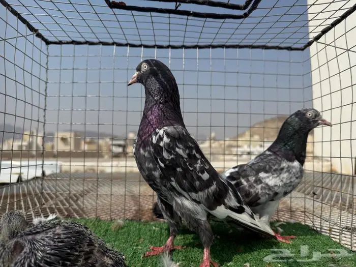 زوج حمام رامبوري ( تم البيع ) 1