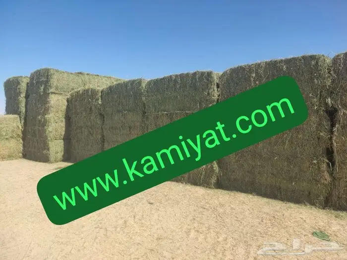 برسيم حجازي مستورد من مصر 1