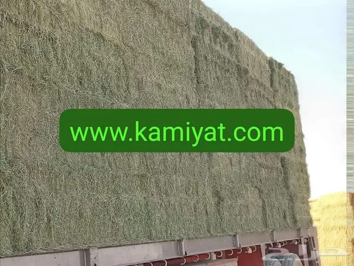 برسيم حجازي مستورد من مصر 6