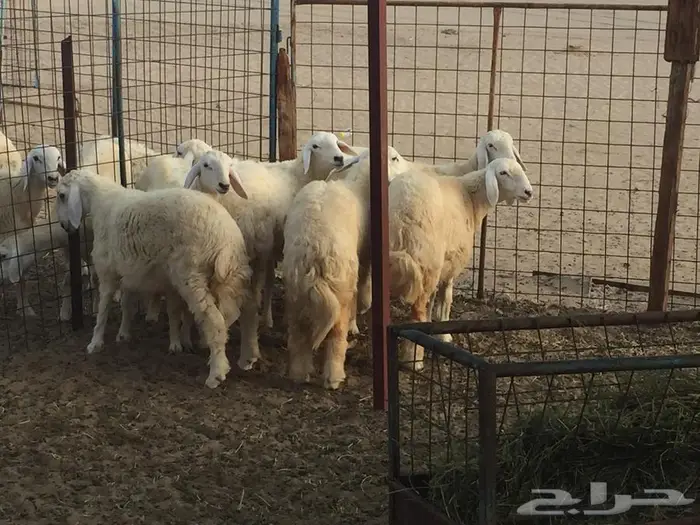 ذبائح الجزيرة.. مع التوصيل الاعلى تقييم في الموقع 30