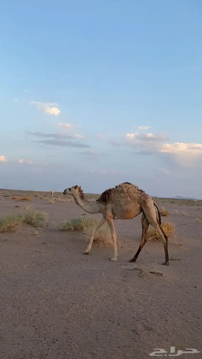 ابكار عدد 2 للبيع لهن سنتين 1