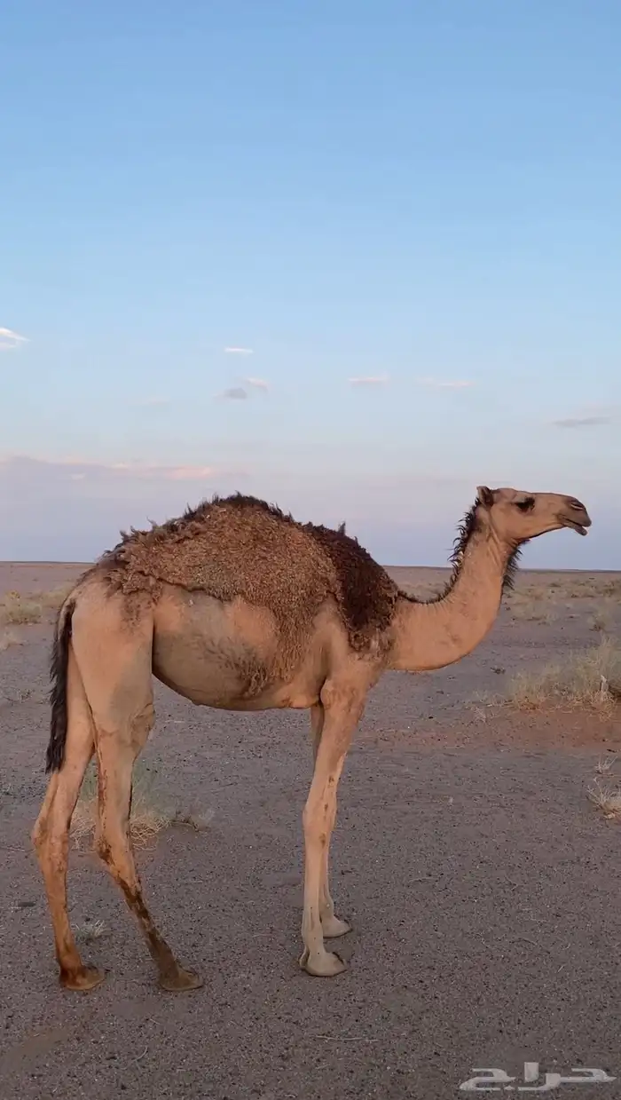 ابكار عدد 2 للبيع لهن سنتين 0