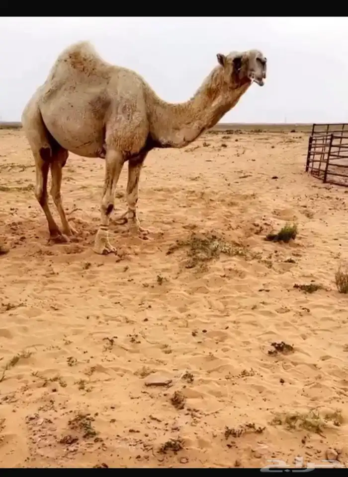 للبيع بكره رمانيه 4