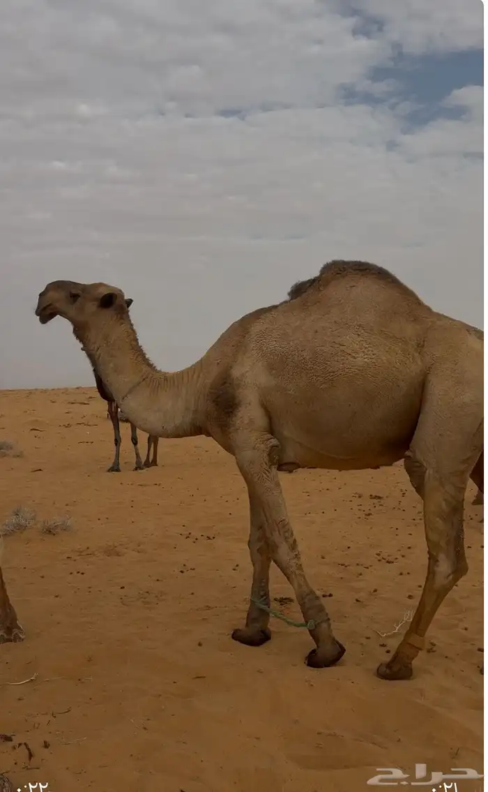 جمل اصفر اكبر بناته جذعة دبياني مشروط من جميع العذاريب 0