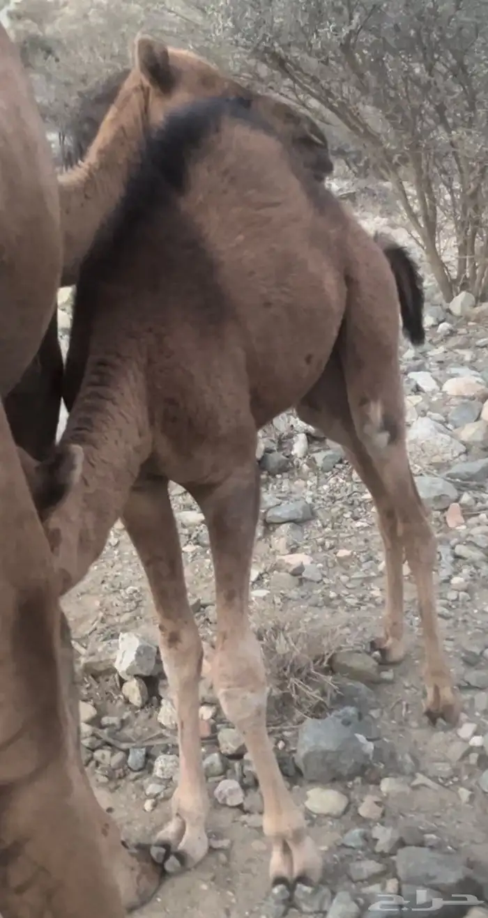 قعود عمره 5شهور فل شحم 2