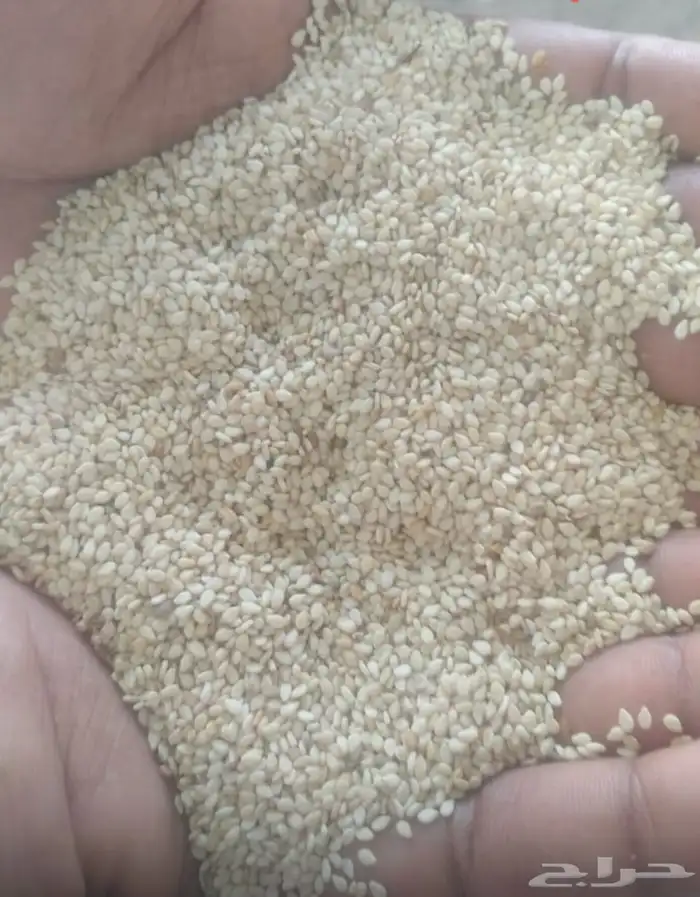 الرياض حي النور مؤسسة امتياز الخليج 4