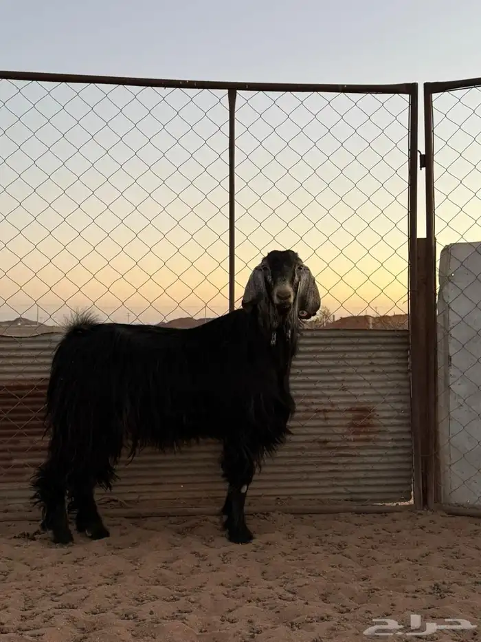 فحل عارضي اجم 0