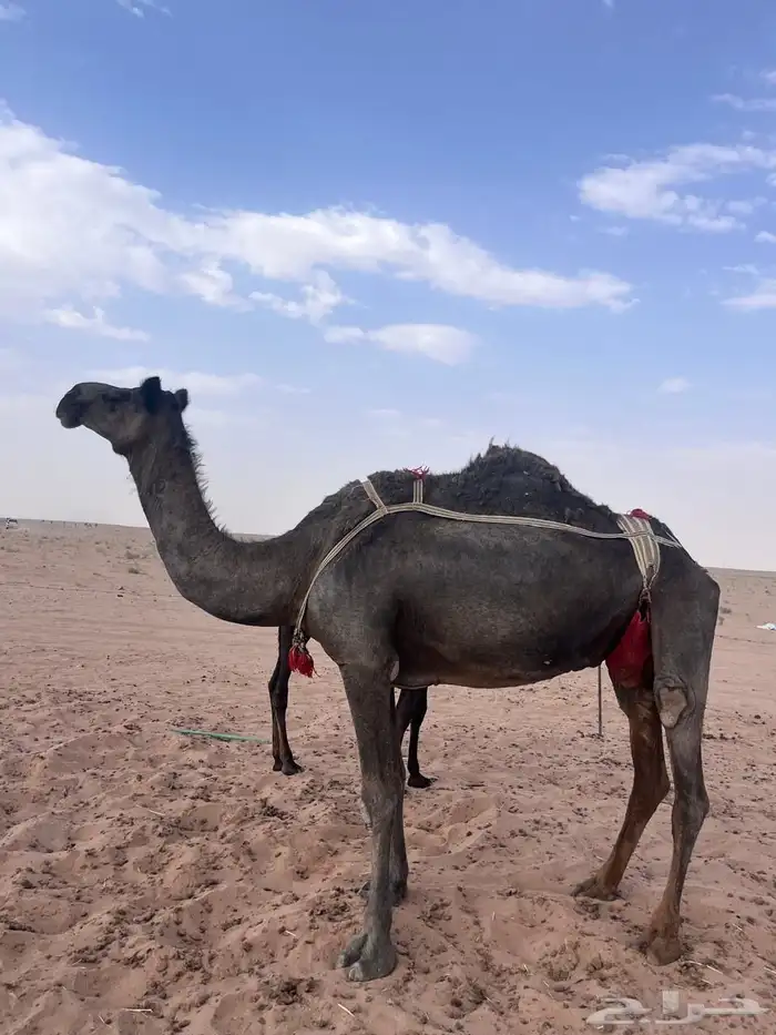 ناقة مجهم 1