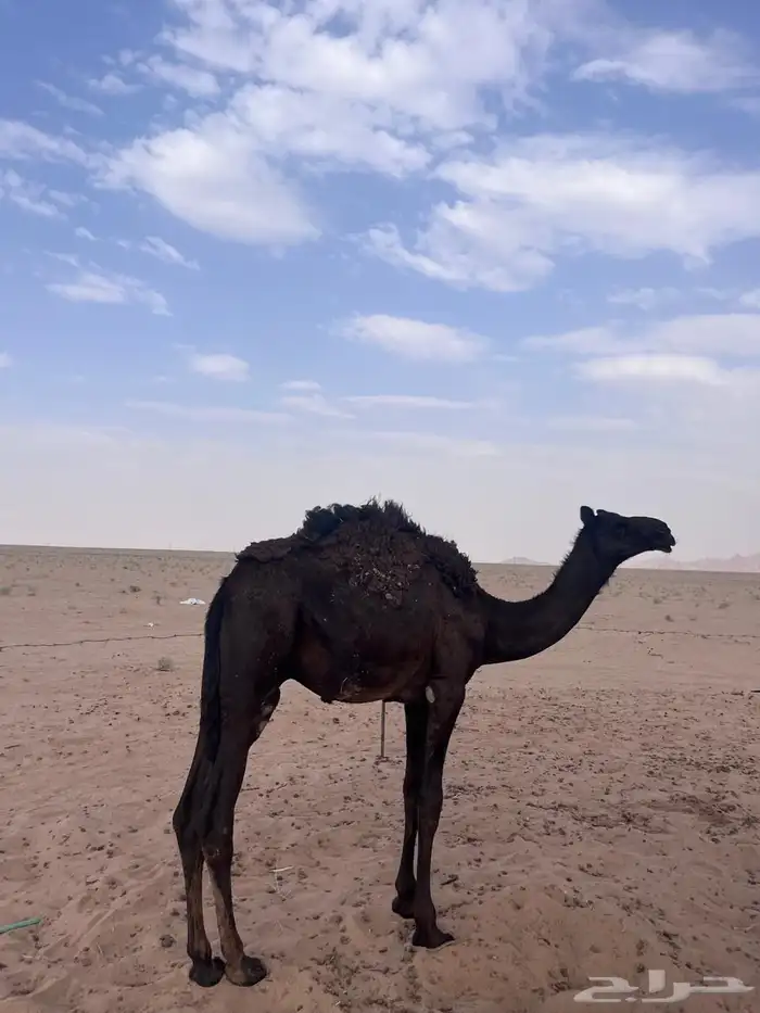 ناقة مجهم 0