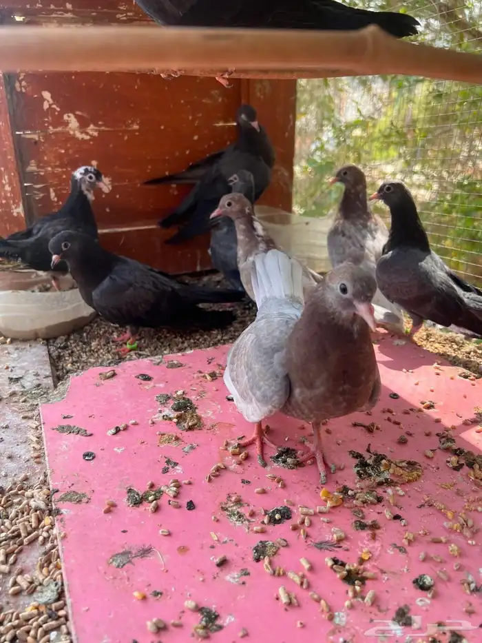 5 أزواج طبات صنعاني شيبه 1