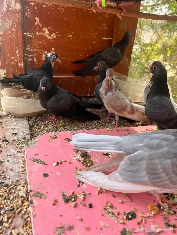 5 أزواج طبات صنعاني شيبه 3