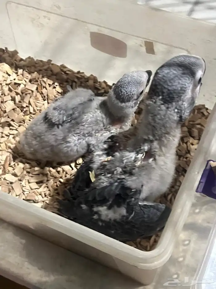 فروخ كاسكو سوبر محلي 1