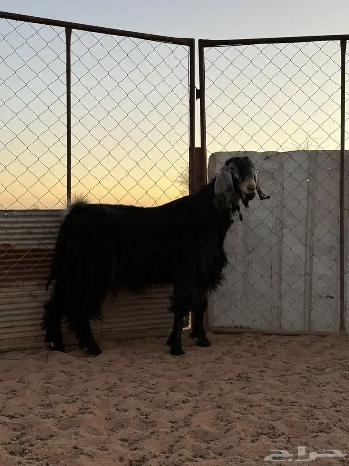 فحل عارضي اجم 2