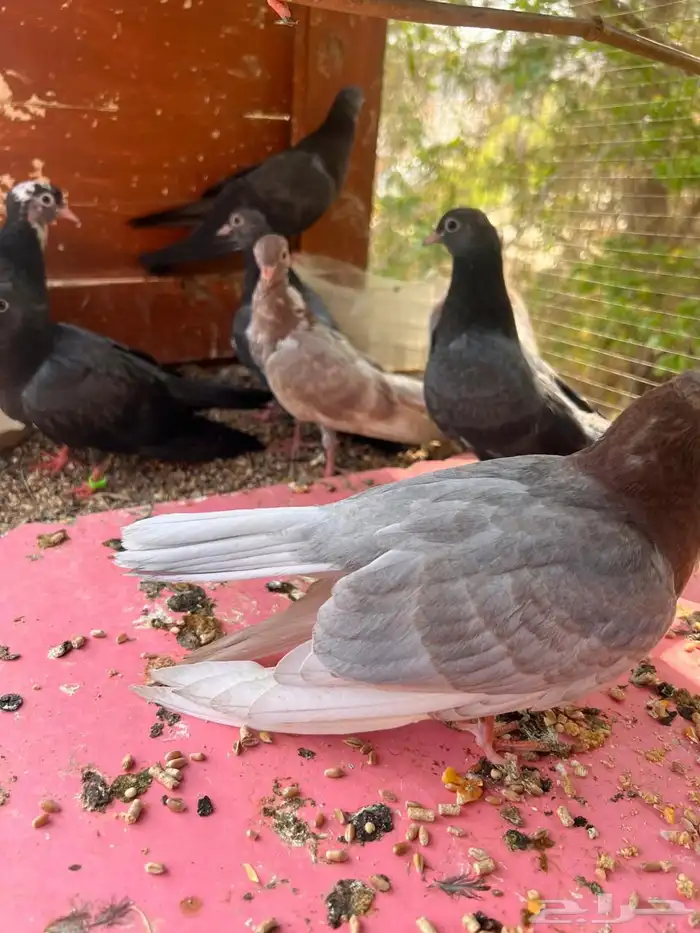 5 أزواج طبات صنعاني شيبه 0