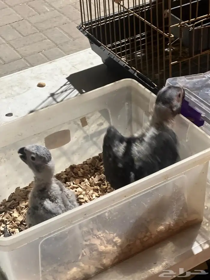 فروخ كاسكو سوبر محلي 2