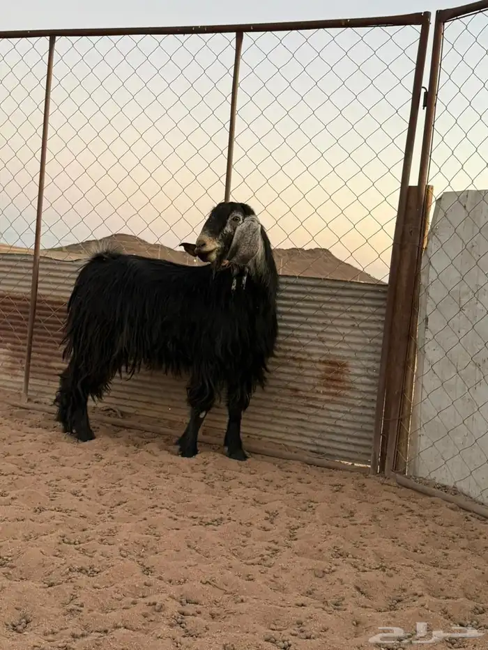 فحل عارضي اجم 1