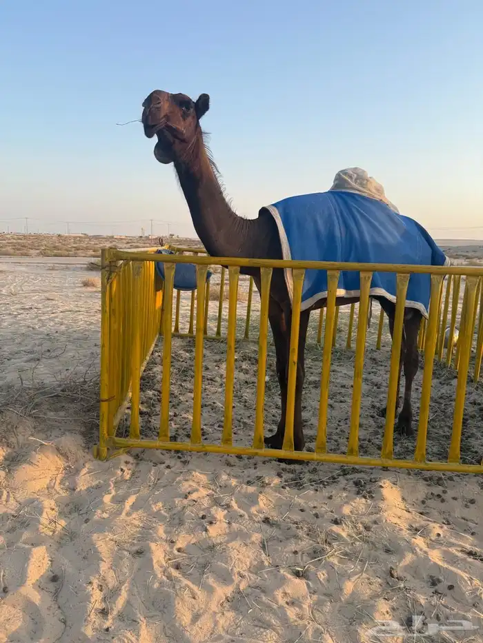 بكره بنت اوحيدان حق المير سلطان اسن مفروده 0