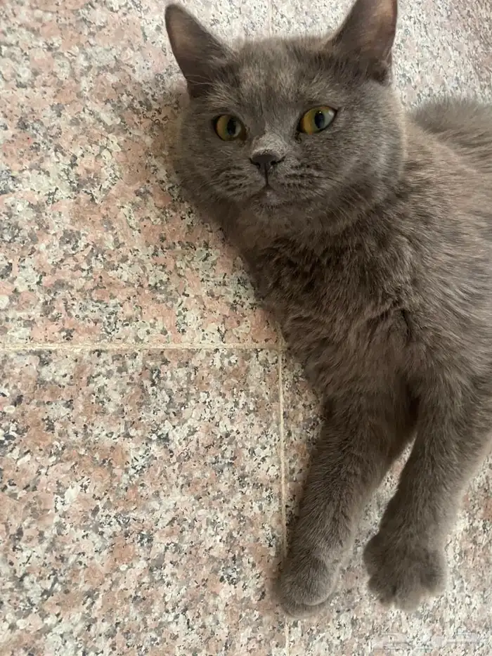 قط سكوتش من آب هملايا اليف انثى 1