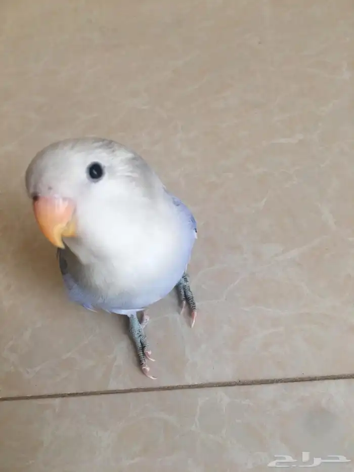 طير روز اليف وهدد داخلي 3